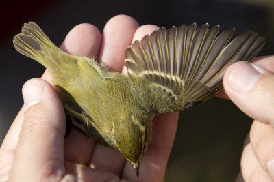 Yellow-browed Warbler ( Tajgasngare ) Phylloscopus inornatus - IMG_5714.jpg