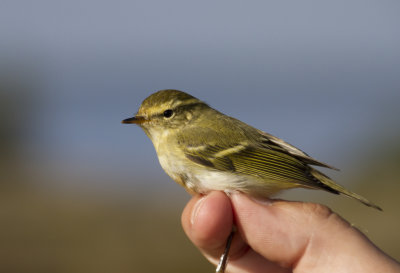 Yellow-browed Warbler ( Tajgasngare ) Phylloscopus inornatus - IMG_5708.jpg