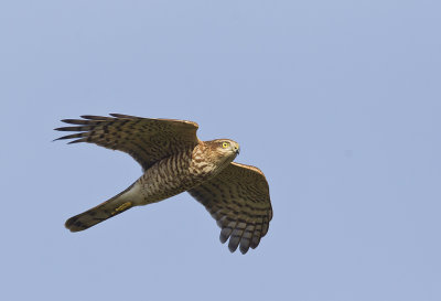 Sparrowhawk ( Sparvhk ) Accipiter nisus - CP4P0878.jpg