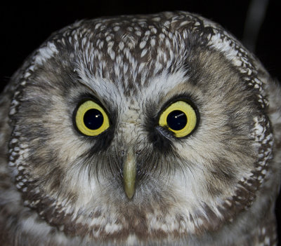 Tengmalms Owl ( Prluggla )  Aegolius funereus - IMG_5685.jpg