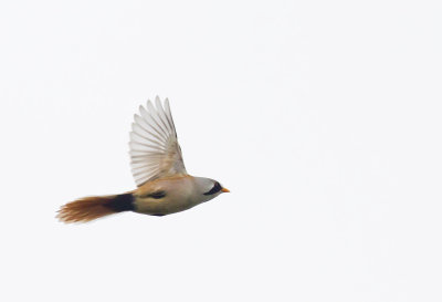 Bearded Tit ( Skggmes ) Panurus biarmicus - CP4P1247.jpg