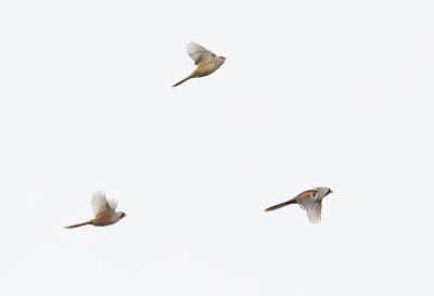 Bearded Tit ( Skggmes ) Panurus biarmicus - CP4P1301.jpg