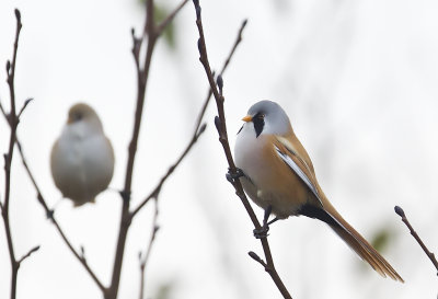 Bearded Tit ( Skggmes ) Panurus biarmicus - CP4P1164.jpg