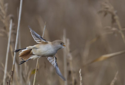 Bearded Tit ( Skggmes ) Panurus biarmicus - CP4P1318.jpg