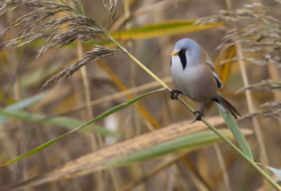 Bearded Tit ( Skggmes ) Panurus biarmicus - CP4P1322.jpg