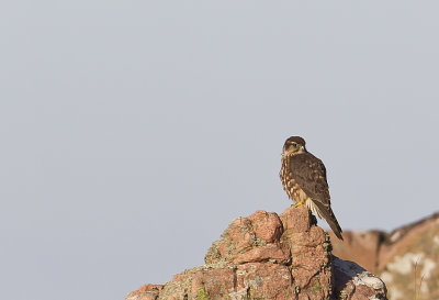 Merlin ( Stenfalk ) Falco columbarius - CP4P1430.jpg