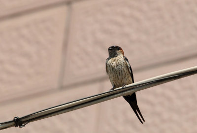Red-rumped Swallow ( Rostgumpsvala ) Cecropis daurica - CP4P1599.jpg