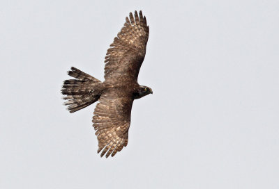 Northern Goshawk ( Duvhk ) Accipiter gentilis - CP4P1645.jpg