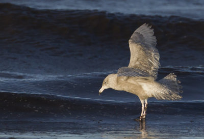 Glaucous Gull ( Vittrut ) Larus hyperboreus - CP4P1600.jpg