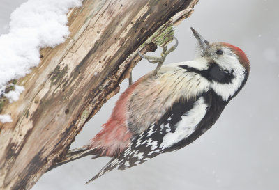 Middle-spotted Woodpecker ( Mellanspett ) Dendrocopos medius - CP4P2448.jpg
