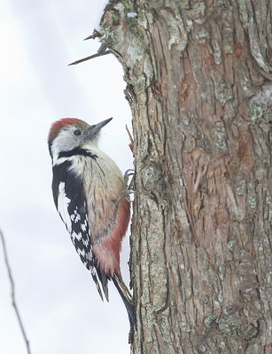 Middle-spotted Woodpecker ( Mellanspett ) Dendrocopos medius - CP4P2469.jpg