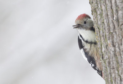 Middle-spotted Woodpecker ( Mellanspett ) Dendrocopos medius - CP4P2393.jpg