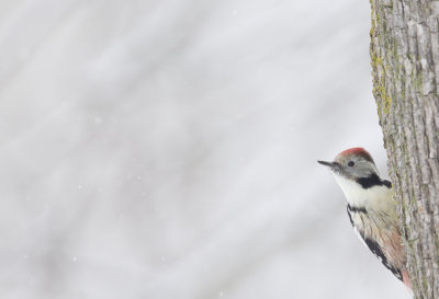 Middle-spotted Woodpecker ( Mellanspett ) Dendrocopos medius - CP4P2392.jpg