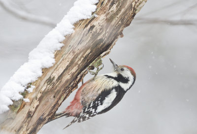 Middle-spotted Woodpecker ( Mellanspett ) Dendrocopos medius - CP4P2447.jpg