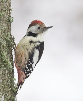 Middle-spotted Woodpecker ( Mellanspett ) Dendrocopos medius - CP4P2549.jpg