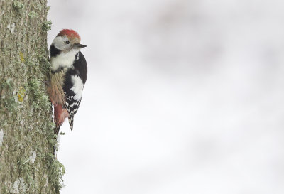 Middle-spotted Woodpecker ( Mellanspett ) Dendrocopos medius - CP4P2551.jpg