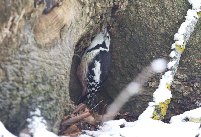 Middle-spotted Woodpecker ( Mellanspett ) Dendrocopos medius - CP4P2503.jpg