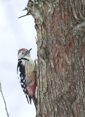 Middle-spotted Woodpecker ( Mellanspett ) Dendrocopos medius - CP4P2471.jpg