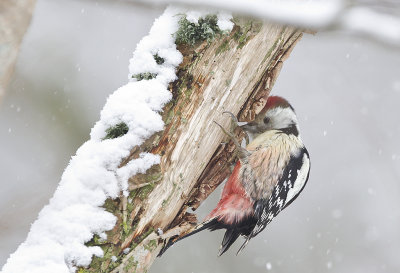 Middle-spotted Woodpecker ( Mellanspett ) Dendrocopos medius - CP4P2430.jpg