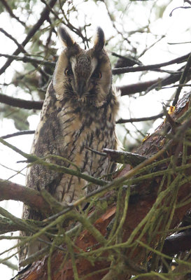 Long-eared Owl ( Hornuggla ) Asio otus - CP4P1830.jpg