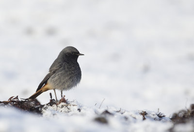 Black Redstart ( Svart rdstjrt ) Phoenicurus ochruros - CP4P2886.jpg