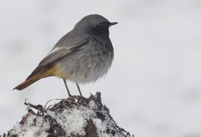 Black Redstart ( Svart rdstjrt ) Phoenicurus ochruros - CP4P2761.jpg