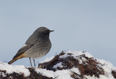 Black Redstart ( Svart rdstjrt ) Phoenicurus ochruros - CP4P2816jpg