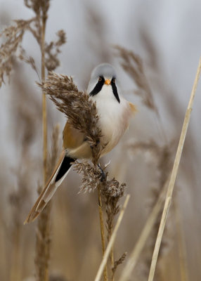 Bearded Reedling ( Skggmes ) Panurus biarmicus - CP4P2626.jpg