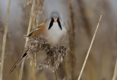 Bearded Reedling ( Skggmes ) Panurus biarmicus - CP4P2629.jpg