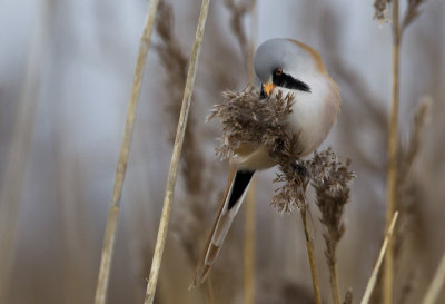 Bearded Reedling ( Skggmes ) Panurus biarmicus - CP4P2633.jpg