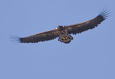 White-tailed Eagle ( Havsörn ) Haliaeetus albicilla - CP4P2943jpg