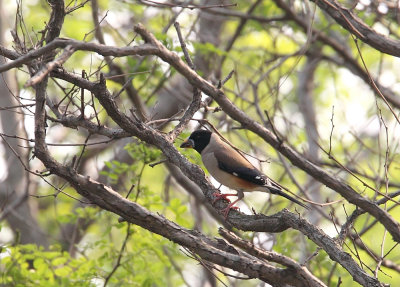 Chinese Grosbeak ( Mindre maskstenknck ) Eophona migratoria - CP4P2042.jpg