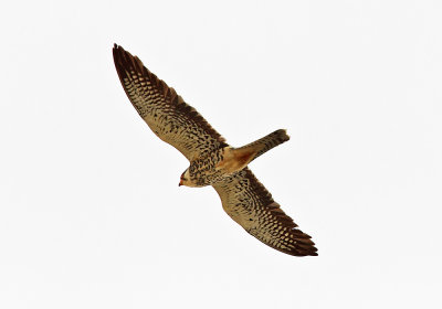 Amur Falcon ( Amurfalk ) Falco amurensis - CP4P3193.jpg