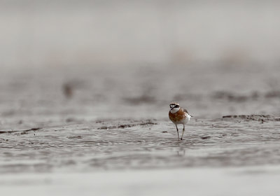 Lesser Sand Plover ( Mongolpipare ) Charadrius mongolus - CP4P3291.jpg