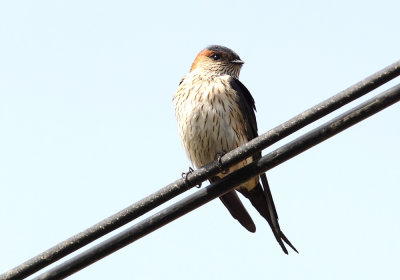 Red-rumped Swallow ( Rostgumpsvala ) Cecropis daurica - CP4P3954.jpg