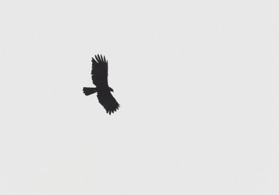 Black Eagle (Svartrn ) Ictinaetus malaiensis -  CP4P4529.jpg