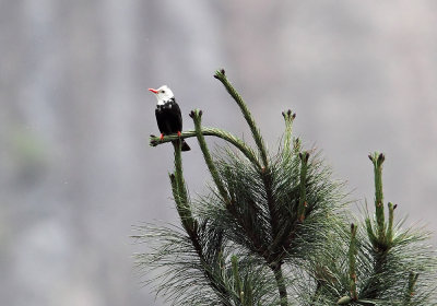 Black Bulbul ( Svart bulbyl ) Hypsipetes leucocephalus -  ( CP4P4928.jpg