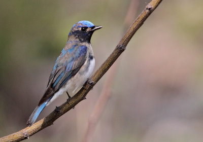 Blue-and-White Flycatcher ( Blvit flugsnappare ) Cyanoptila cyanomelana - (CP4P5925.jpg