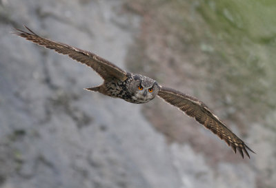 Eurasian Eagle-Owl ( Berguv ) Bubo bubo - IMG_6260.jpg