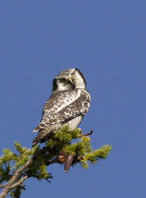 Northern Hawk-Owl ( Hkuggla ) Surnia ulula - CP4P6599.jpg