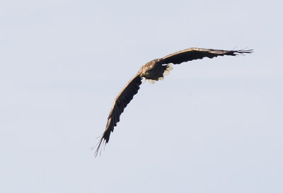 White-tailed Eagle ( Havsrn ) Haliaeetus albicilla - CP4P6414.jpg