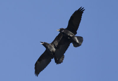 Raven ( Korp ) Corvus corax - CP4P5996.jpg