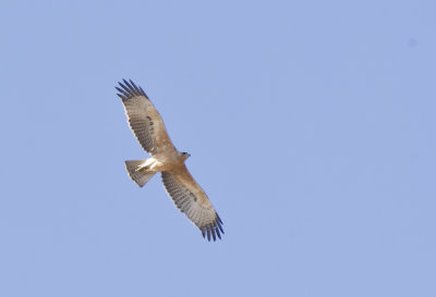 Bonellis Eagle ( Hkrn ) Aquila fasciata - CP4P8648.jpg