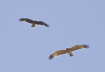 Bonellis Eagle ( Hkrn ) Aquila fasciata - CP4P8676.jpg