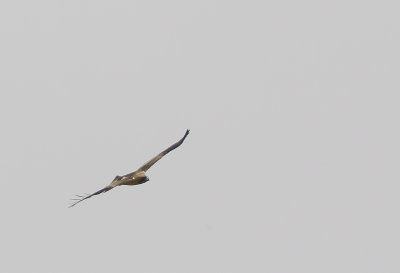 Booted Eagle ( Dvrgrn ) Hieraaetus pennatus - CP4P0123.jpg