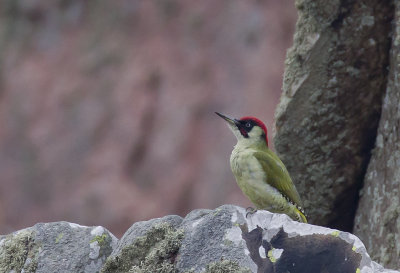 European Green Woodpecker ( Grngling ) Picus viridis - CP4P0720.jpg