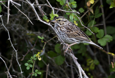 Savannah Sparrow ( Gulbrynad grssparv ) Passerculus sandwichensis - CP4P1474.jpg