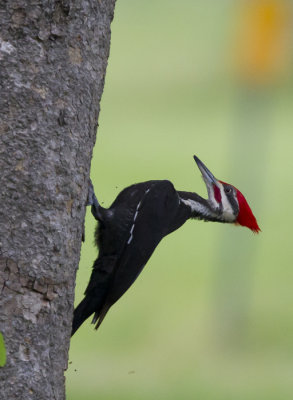 Pileated Woodpecker ( Amerikansk spillkrka ) Dryocopus pileatus - CP4P2019.jpg