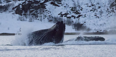 Humpback Whales ( Knlvalar ) Megaptera novaeangliae - GS1A4086.jpg