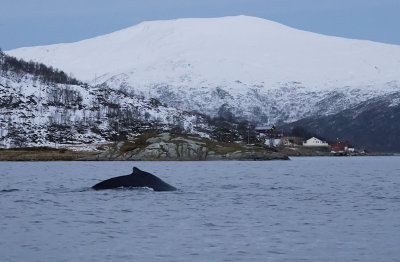 Humpback Whale ( Knlval ) Megaptera novaeangliae - GS1A4268.jpg